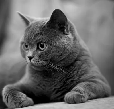 Фото кот Серый траве смотрят Животные 1920x1288