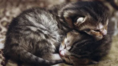 темно серая кошка сфинкс, картинки уродливых кошек фон картинки и Фото для  бесплатной загрузки