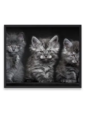 серые кошки брошены на улице Стоковое Изображение - изображение  насчитывающей шерсть, красивейшее: 217746083