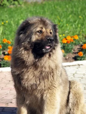 Карачаевская порода собак (50 фото)
