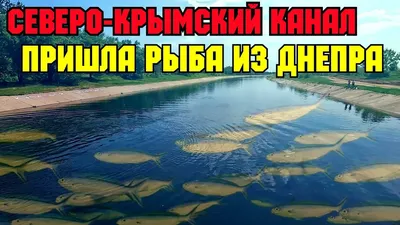 Первая насосная станция начала закачку воды в Северо-Крымский канал -  Российская газета