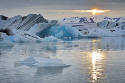 Раскрытие тайн первозданного Северного Ледовитого океана: увлекательное  исследование | Морские обитатели | Дзен