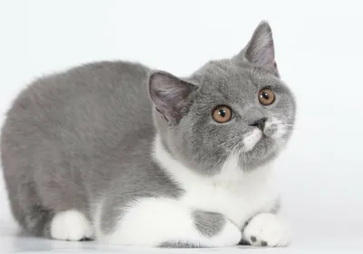 Чем кормить шотландских кошек - питание прямоухих и вислоухих котят