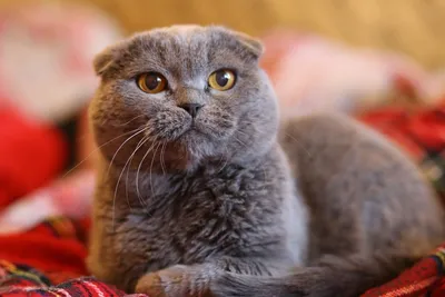 Шотландская вислоухая кошка, скоттиш-фолд, Scottish Fold | Шотландская  вислоухая кошка, Кошки, Котята