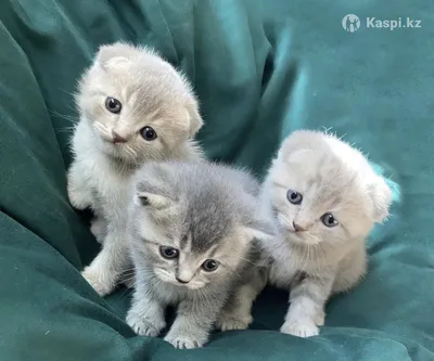 Шотландские котята - Клуб любителей кошек Алиса-Бест Ярославль