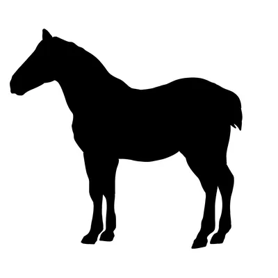 Силуэт лошади иллюстрация вектора. иллюстрации насчитывающей ангстрома -  164458412