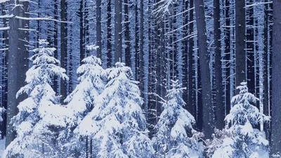 Скачать обои зима, машина, снег, деревья, природа, фон, новый год, вечер,  раздел природа в разрешении 1920x1200