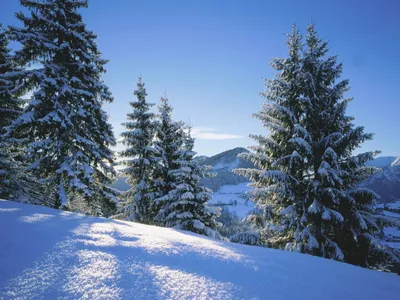 Скачать обои дорога, зимнее утро, снег, лес, раздел природа в разрешении  600x1024 | Живописные пейзажи, Пейзажи, Природа