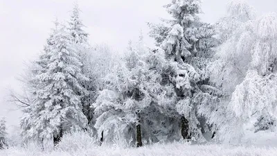 Обои Природа Зима, обои для рабочего стола, фотографии природа, зима, лес,  снег Обои для рабочего стола, скачать обои картинки заставки на рабочий  стол.