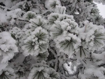 Скоро зима и снег! стоковое фото. изображение насчитывающей природа -  166141698