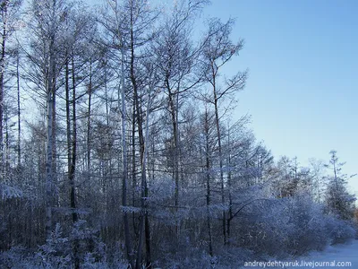 Скоро зима :: Леонид Иванчук – Социальная сеть ФотоКто