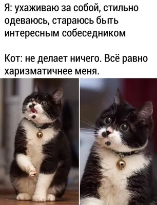 Мемы про котов. Выбор редакции | Смешные мемы о кошках, Смешные дети, Мемы