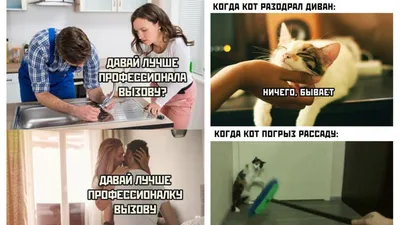 Смешные коты | Приколы с котами | Видео про котов | Котомания #91 »  Pressa.tv