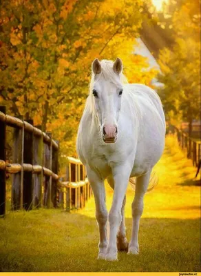 Лошадь акварели иллюстрация домашнего животного Иллюстрация штока -  иллюстрации насчитывающей симпатично, ангстрома: 88517781