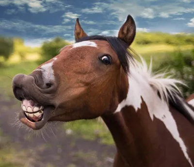Фото и картинки: Смешная морда лошади