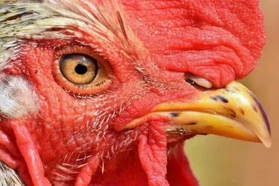 Смешной и любознательный цыпленок петуха Стоковое Фото - изображение  насчитывающей любимчик, конец: 122636320