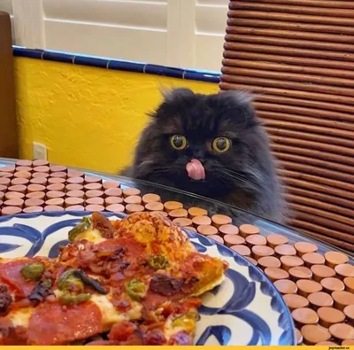 Пицца :: Приколы про еду :: котэ (прикольные картинки с кошками) / смешные  картинки и другие приколы: комиксы, гиф анимация, видео, лучший  интеллектуальный юмор.