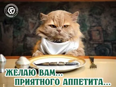 Смешная картинка приятного аппетита с недовольным котом. | Смешное видео о  кошках, Смешные животные, Смешные мемы о кошках