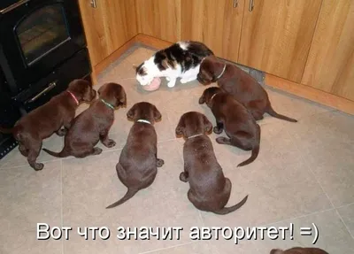 СМЕШНЫЕ... - CATS' ROOM Уютный отель для кошек в Москве | Facebook