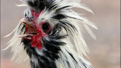 Портрет смешные куры стоковое фото. изображение насчитывающей курица -  172640436