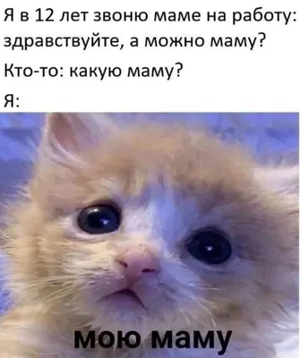 Плакала от смеха, новые анекдоты | alenakraeva.com | Смешные фото кошек,  Смех, Котята