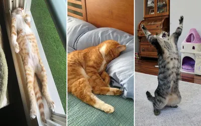Улыбки пушистых: самые смешные фото кошек, которые заставят вас смеяться до  слез | Все про кошек | Дзен