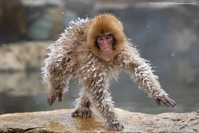 Comedy Wildlife Photography Awards опубликовала самые смешные фото животных  | Шарий.net