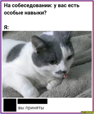 Топ-20 смешных мемов про кошек №6 | Котопедия. Мемы и видео о котах! | Дзен
