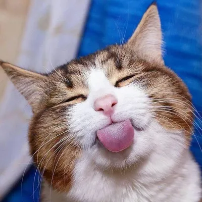 Смешные моменты из жизни котов 1# | Милые детеныши животных, Кошки и  котята, Мемы про котов