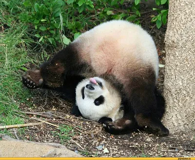 Смешная подборка с пандами – смотреть онлайн все 1 видео от Смешная  подборка с пандами в хорошем качестве на RUTUBE