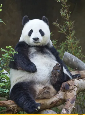 Wallpaper cute panda | Смешные животные, Панда, Изображение животного