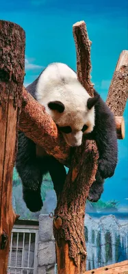 4 шт./компл. Милая панда мох микро Ландшафтный Террариум фигурка украшения  Смола Смешные панды Младенцы украшение для сказочного сада миниатюра |  AliExpress
