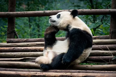 Смешные панды (25 фото) » Триникси