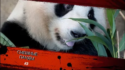 Симпатичные Смешные Панды Ребенка Едят Китайскую Лапшу Белый Фон — стоковая  векторная графика и другие изображения на тему Азия - iStock
