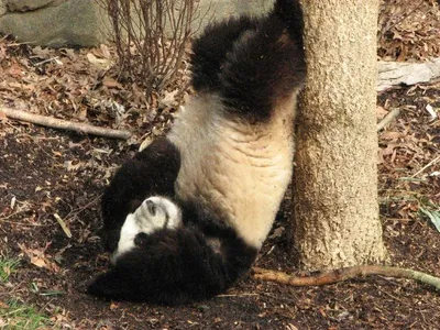 Смешные панды (25 фото) » Триникси