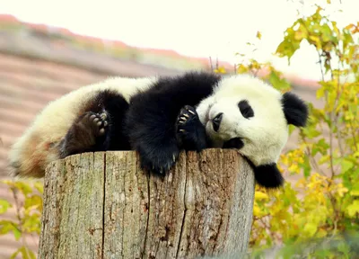 Красная панда: Настолько милые, что даже их поединки добрые и смешные |  Книга животных | Дзен