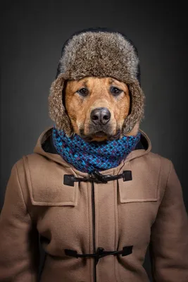 Одежда на осень и зиму для собак и кошек, фотографии собак в одежде - 24  октября 2021 - НГС