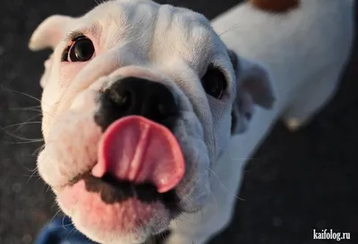 Смешные, лохматые, модные: самые популярные собаки Instagram
