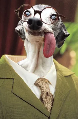 Смешные собаки - смешные собаки фото, самые смешные собаки – ФотоКто