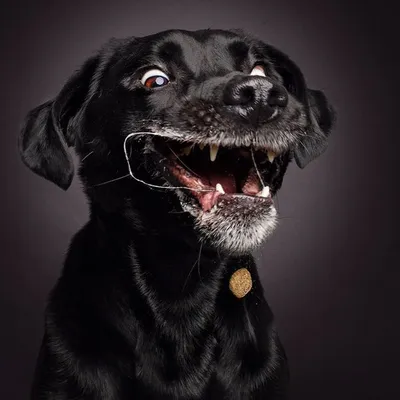 Смешные собаки | Hunde, Lustige welpen, Hund und katze