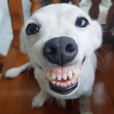 Самые нелепые фото собак, которые точно вас рассмешат
