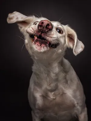 Смешная морда собаки - 73 фото