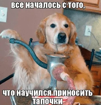 Пазл Trefl 1000 деталей: Смешные собаки (TR10462) - купить в интернет  магазине - 1001puzzle.ru