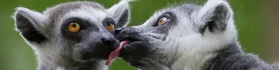 Смешные животные - Видео со смешными поведениями животных. | Поиск  пропавших животных - Следопыт | Дзен