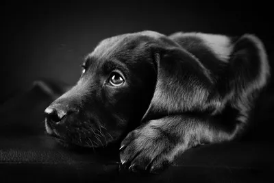Собака черно белая картинка