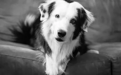 Силуэт собаки, простая черно-белая векторная иллюстрация. Stock Vector |  Adobe Stock