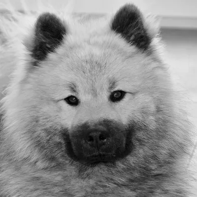 Собака Черно-белая Линия Арт, Пес Ил, белый, млекопитающее png | PNGEgg
