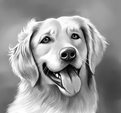 Coton Tulear Собака Мультяшный Портрет Чернила Лица Черно Белый Рисунок  Векторное изображение ©svetomircomua 665772274