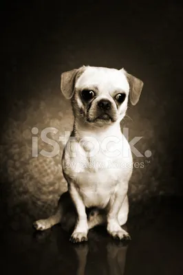 Черно-белый портрет собаки - Фрилансер Ерлан Куттыбаев erlankuttibaev -  Портфолио - Работа #4485444