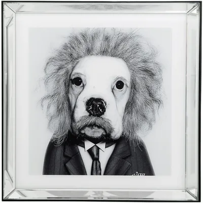 Черно-белая собака с воротником Иллюстрация вектора - иллюстрации  насчитывающей собака, вектор: 124368919